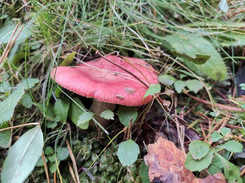 Casa rural Saika, Russula en el soto bosque de la Sierra Norte de Madrid