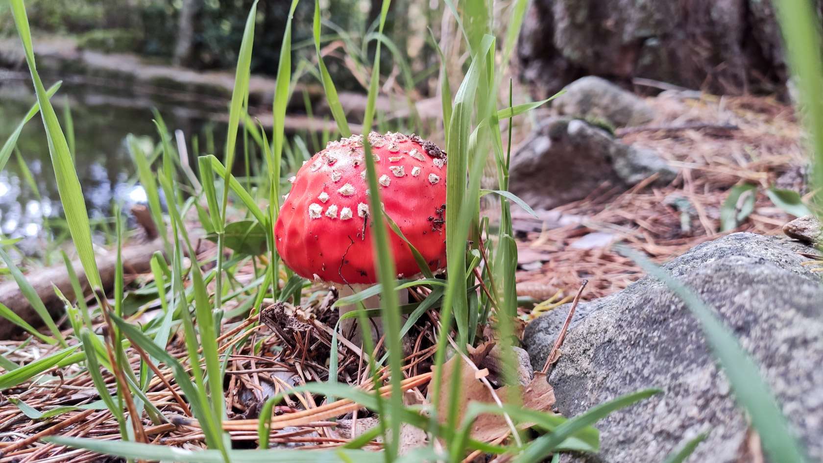 Amanita muscaria en el bosque de la Sierra Norte de Madrid