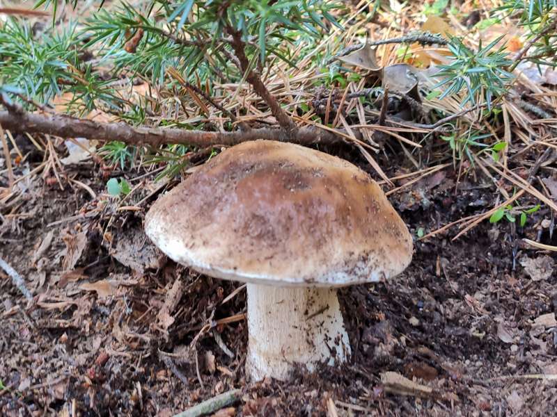 Boletus Edulis en el soto bosque de la Sierra Norte de Madrid