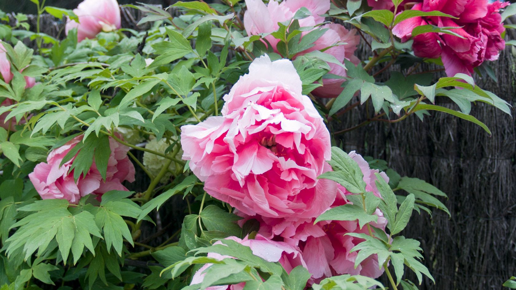 Peonías en el jardín de las casas rurales Saika Rural