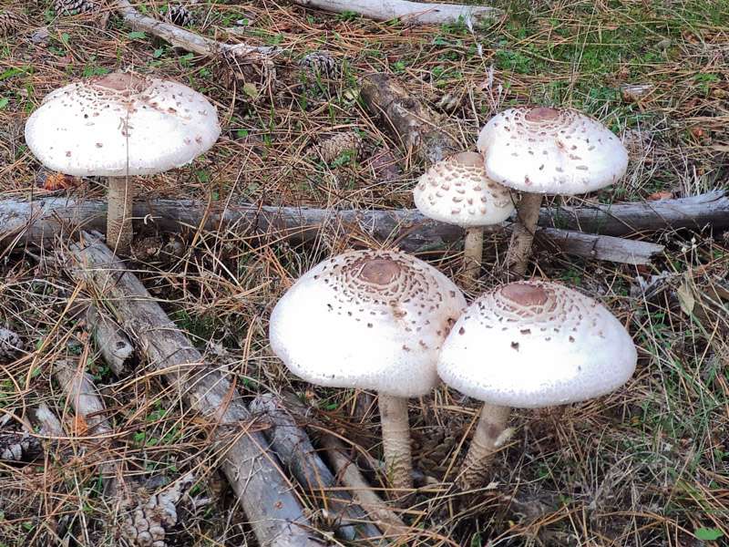 Casa rural Saika, Parasoles Lepiotas en el soto bosque de la Sierra Norte de Madrid